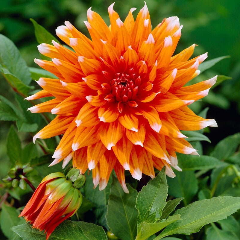 Dahlia Cactus Color Spectacle 1-pack